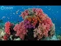 The World's Richest Reefs