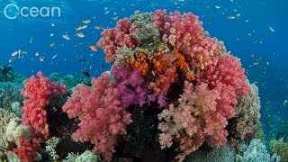 The World's Richest Reefs