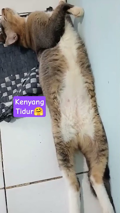 gaya tidur kucing yang membagongkan #cat #kucinglucu#catlovers #shorts