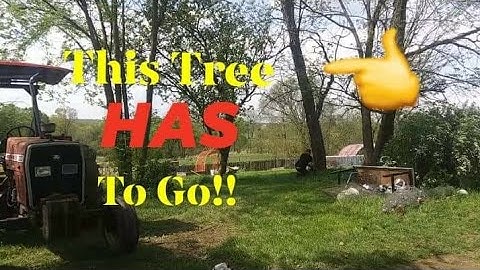 Cutting down 30ft+ Locust Tree in the side yard
