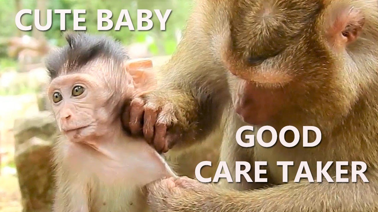 Cute Baby Quinton Monkey|Why Bonita Make Cute Baby Quinton Hurt By Wrong Love?