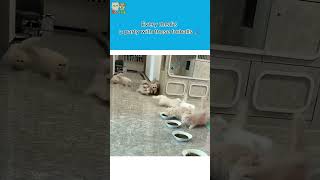 Dinner Party Crashers 🐾🍽️