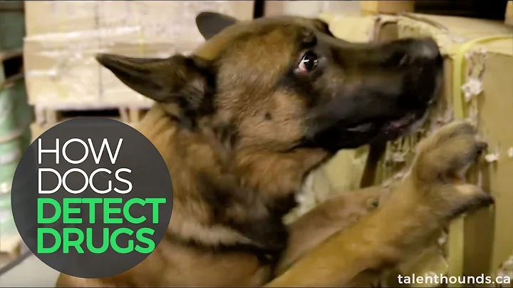 How Dogs Detect Drugs!