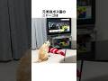 元野良ボス猫ニャーゴ伝説⑨