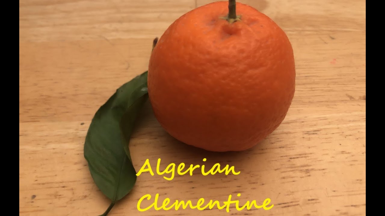 Homegrown Algerian Clementine from Arizona to Seattle PNW Gardening