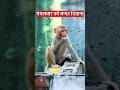 मंगलवार को बन्दर दिखना 🕉️ #shorts #youtubeshorts #motivation #fact #trending