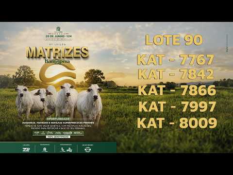 LOTE 90 - KAT 7767   7866   7842   7997   8009