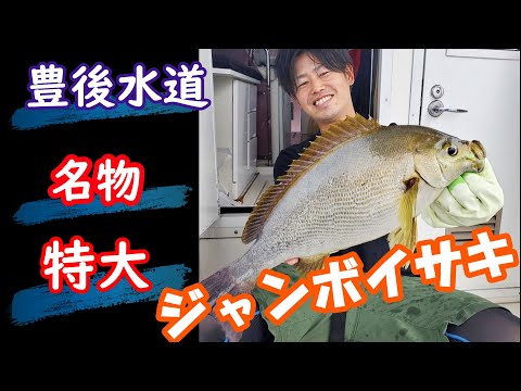 豊後水道名物！特大ジャンボイサキを求めて～