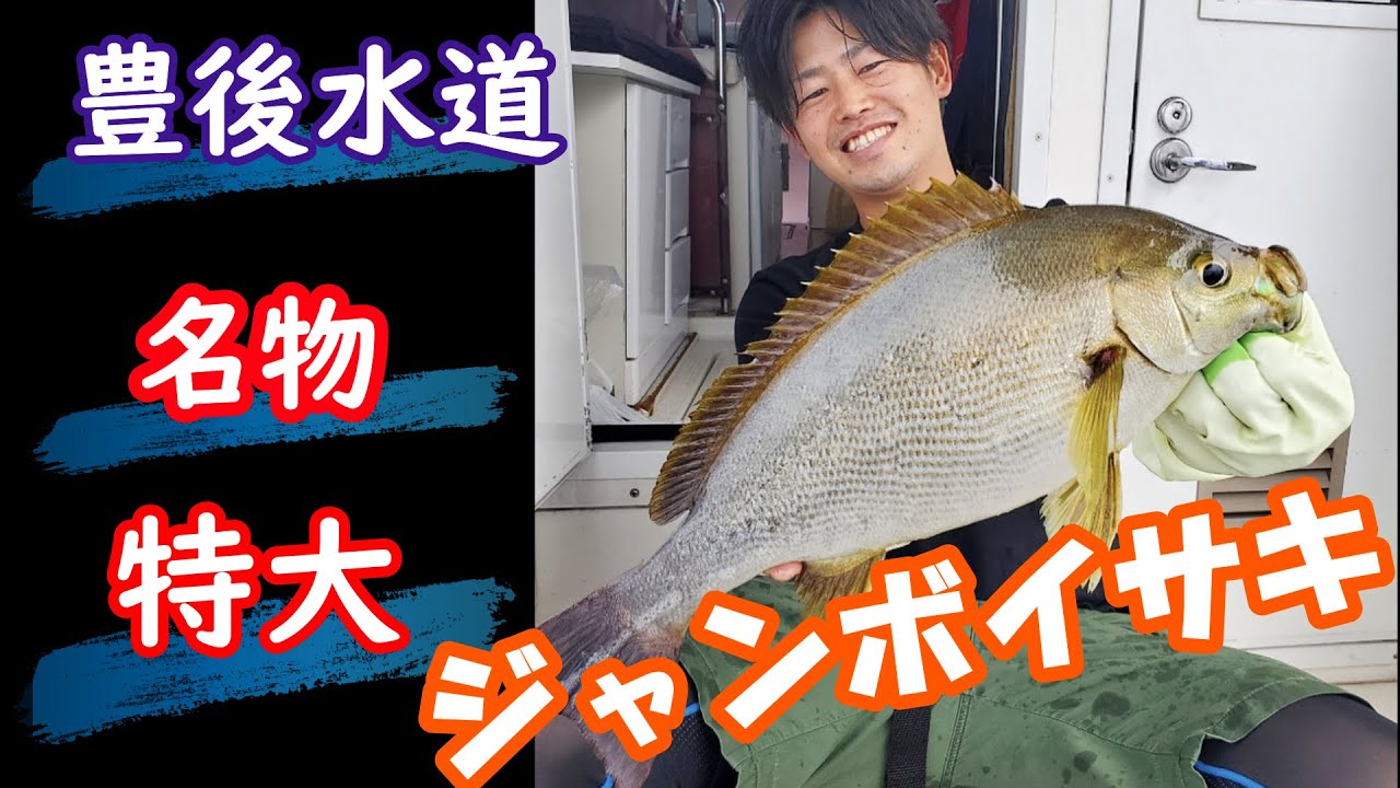 豊後水道名物！特大ジャンボイサキを求めて～