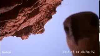 Sea eagle creates self-made wildlife film after stealing camera and flying with it for 70 miles