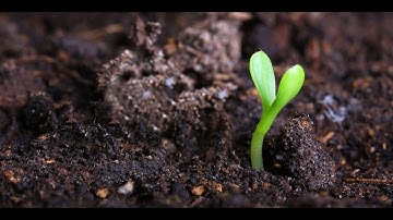 Instructional Guide for the Teros 21 Water Potential Sensor