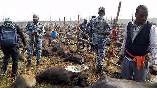 Gadhi mai mela