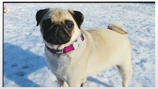 PUGS IN THE SNOW!!