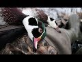 Decoying Wood Ducks On A Lake | Kayak Duck Hunting