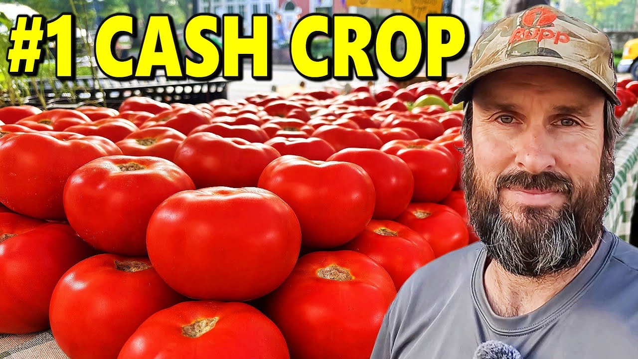 Сколько мы заработали на томатах в 2025 году (наша главная культура)