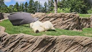 Polar Bear Kallik Wrestles A Blanket