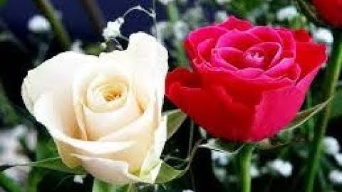 سورة النساء بصوت القارئ 😍- 😍شيخ سعد الغامدي 😍😍😍