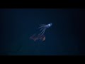 Blue Hour - Schmidt Ocean Institute Video "The Art Of Ocean Exploration"