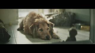 Dogs Trust Ireland TV Ad  #specialsomeone