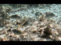 Zebra fish at Killarney Beach