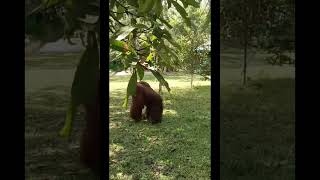 Male Orangutan Roams Village.