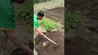 Download Lagu proses pengemburan tanah #videoshort #viral #petani MP3