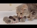 When a kitten meows, the mother immediately tries to calm it down.