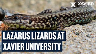 Lazarus Lizards at Xavier University in Cincinnati