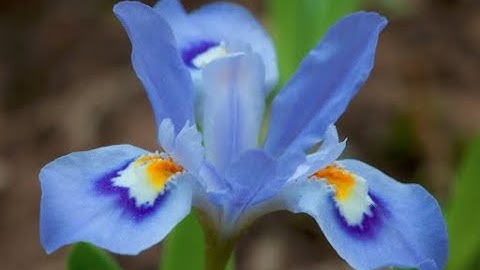 Data Science Intern at LGMVIP for the JAN 2023 batch.Task 1: Iris Flowers Classification ML Project