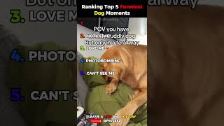TOP 5 FUNNY DOG MOMENTS #shorts