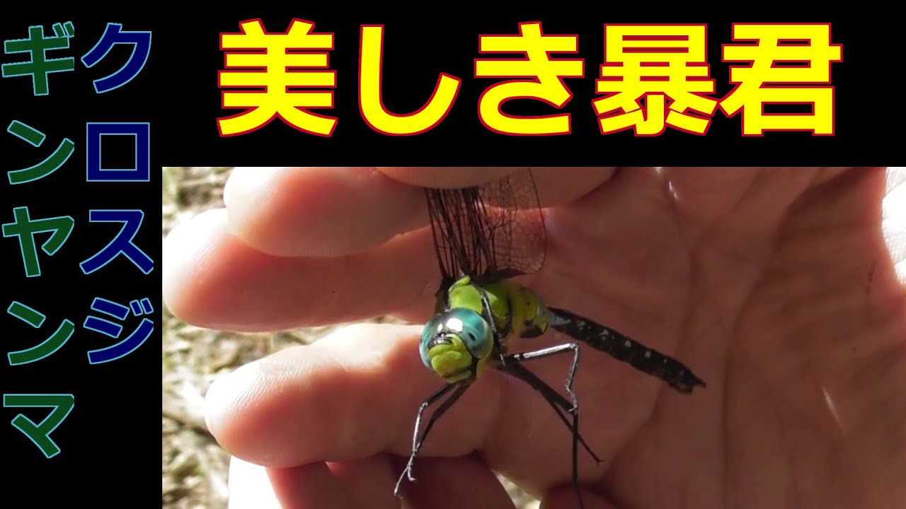 勝ち虫チャンネル】宮城県で獲れるトンボ#8 - YouTube