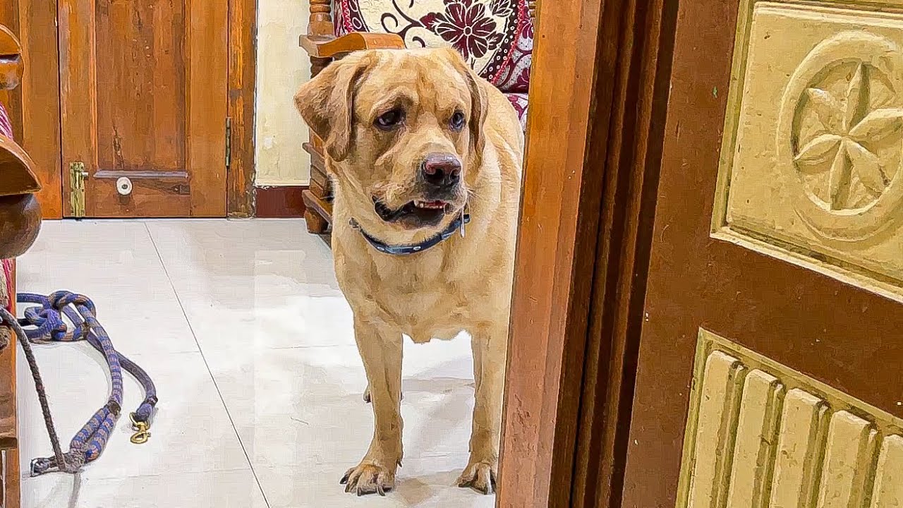 Labrador Retriever becomes escape artist when dad chase him | Little John |