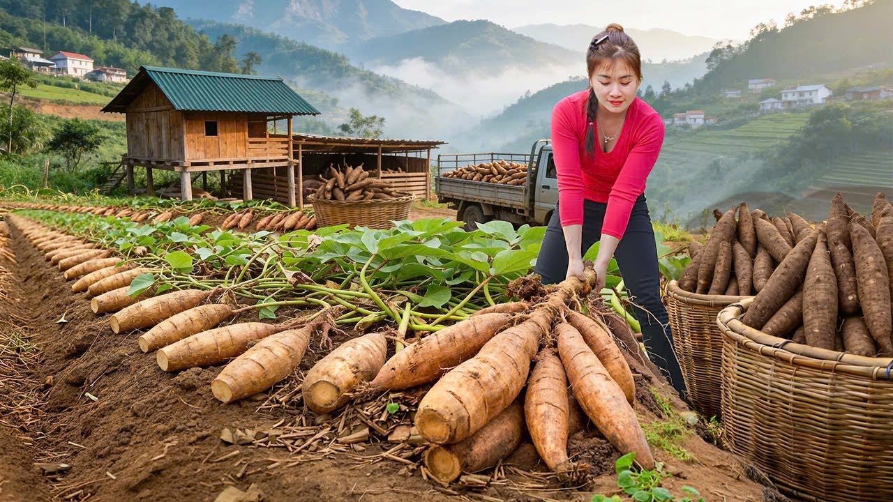 Harvesting Cassava & Cooking Pig Feed | Free Farm Rural Life
