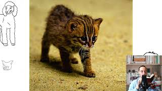 Rusty spotted cat. Pros and cons, price, how to choose, facts, care, history
