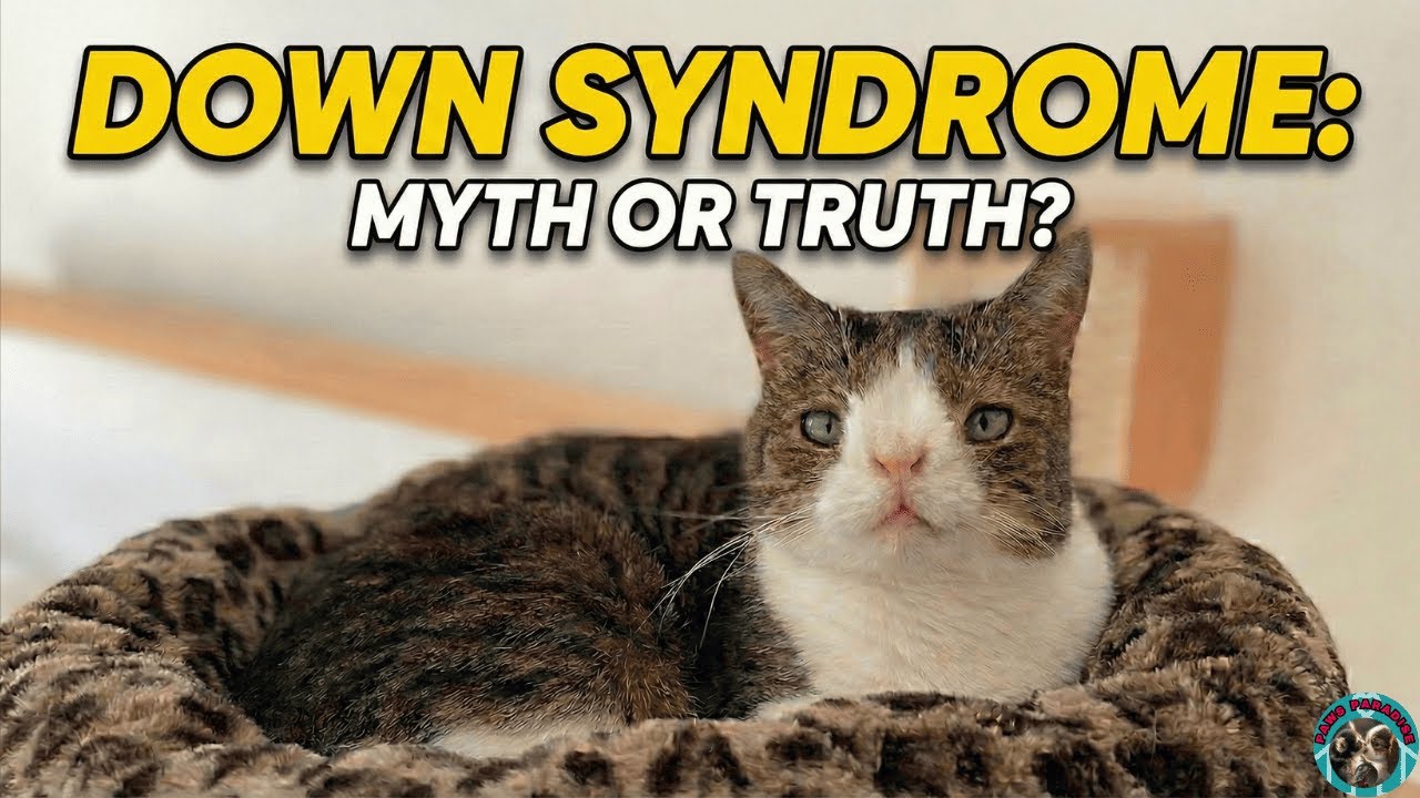 Могут ли кошки страдать синдромом Дауна? (Правда о ветеринарии)