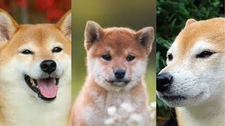 Shiba inu | Funny and Cute dog video compilation in 2022