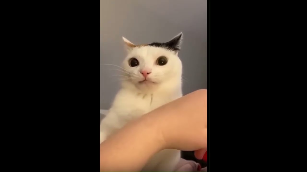 Cat’s Existential Crisis You Have to See! 