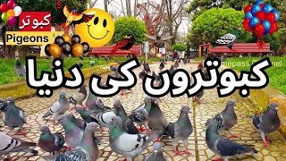 ? The World ? of Pigeons ❤? کبوتروں کی دنیا