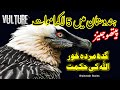 gidh of India | vulture exclusive documentary | short documentary on indian vulture | گدھ
