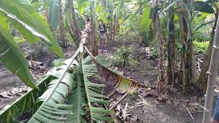 Download Lagu PETANI PISANG DARI KAB BANYUWANGI YANG PATUT DI CONTOH SEMANGAT NYA... MP3