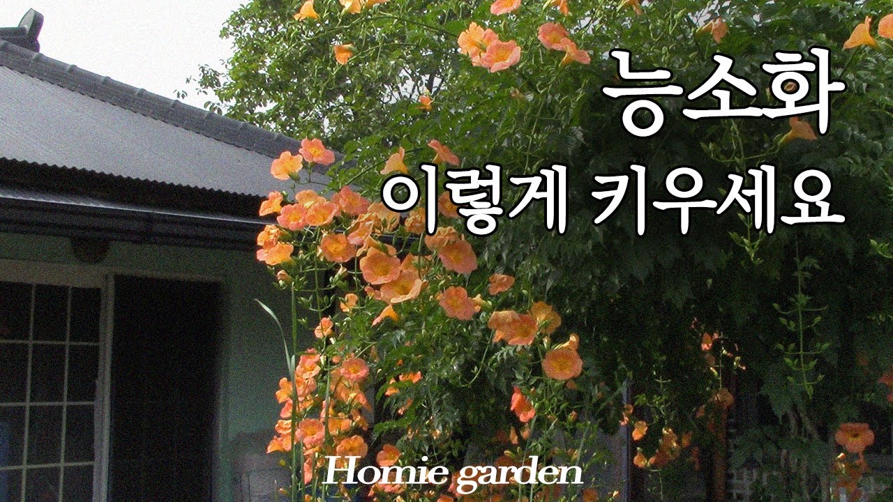 집에서 능소화 나무 고급스럽게 키우는 방법 | 풍성한 능소화 모양잡기 | 여름정원을 대표하는 능소화 운치 있게 가꿔보세요.