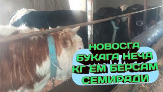 НОВОСГА БУКАГА НЕЧА КГ ЕМ БЕРСАМ СЕМИРАДИ