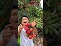 Kulen farming life and harvest activity with eating so sweet #fruit #shorts #viral #life
