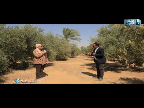 سوزان الرملاوي نفضل زراعة صنف العجيزي الشامي لإمكانية تخزينه لفترات طويلة