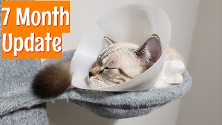 Cute Kitty Before and After Operation | Life with A Cone | 7 Month Update by Goudan Adventures 1,846 views 2 years ago 5 minutes, 39 seconds