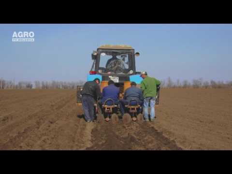 Video: Influența Densității Plantării Asupra Randamentului Cartofului