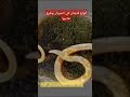 ماهي أنواع الديدان في الحيوان وكيف نعالجها 
