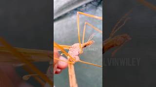 Giant Blooding Mosquito?