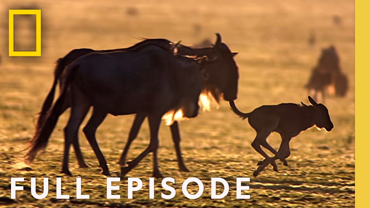 Born to Move (Full Episode) | Great Migrations | Nat Geo Animals