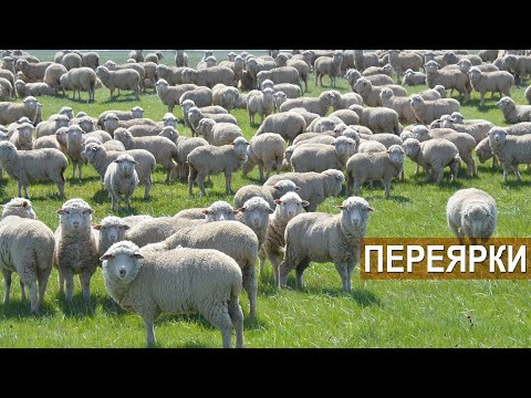 Овцы Волгоградской породы. Отара племенных переярок. СПК Племзавод Ромашковский.